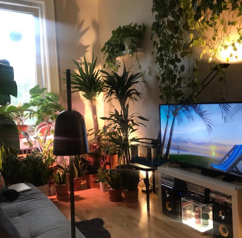 Urban Jungle Oasis In Queens! Lejlighed New York Eksteriør billede